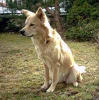 горная собака Бали, породы собак, фото, фотография