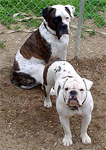 Вэлли бульдог (валлей бульдог), породы собак, фото фотография c