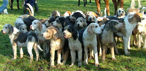 Вельш-хаунд, вельш фоксхаунд, уэльская гончая, фото породы собак фотография