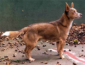 кан гуичо, куискуело, породы собак, фото, фотография с http://www.uco.es/