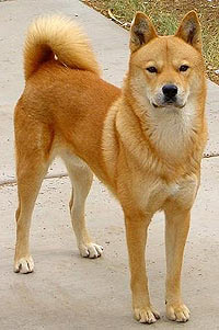 Корейская собака хиндо, фото, фотография