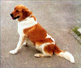 Чешская горская собака, породы собак, фото фотография c http://fildoo.szm.com//images/CZnoFCI%20258%20CZ%20hor%20pes.jpg