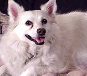 Американская орлиная собака, породы собак, фото фотография