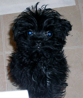 Аффенпу (Affenpoo, Affen-poo) щенок, фото породы собак фотография