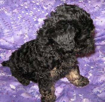 Аффенпу (Affenpoo, Affen-poo) щенок, фото породы собак фотография помесь аффенпинчера с пуделем