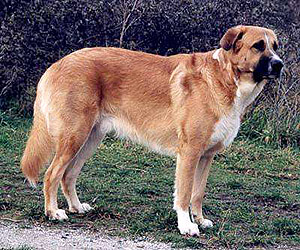 Рафейру ду Алентежу, породы собак, фото фотография