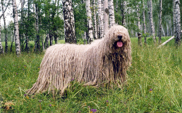 Комондор, или венгерская овчарка, фото собаки породы собак фотография