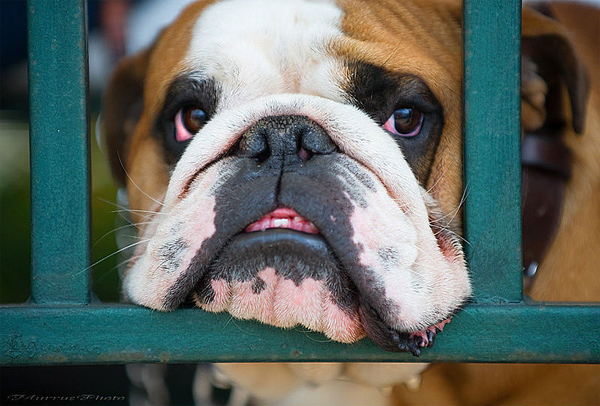 Английский бульдог, фото породы собак фотография собаки