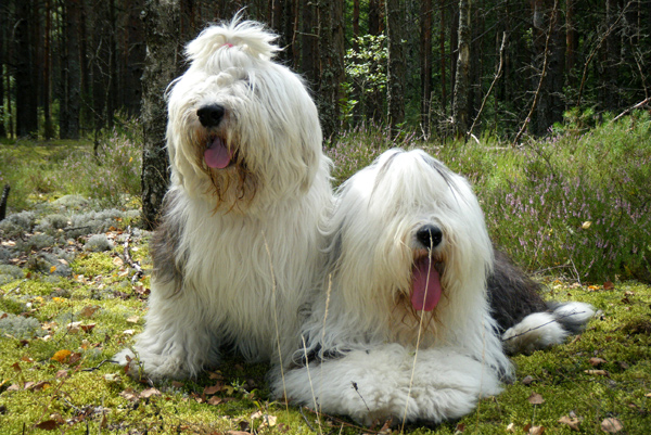 Бобтейл, или староанглийская овчарка, фото собаки, фотография породы собак