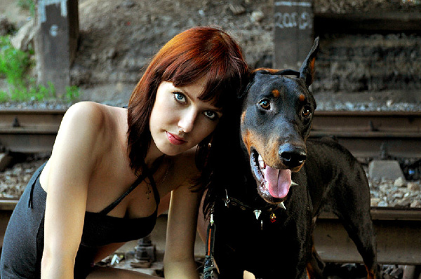 Доберман, фото собаки породы собак фотография