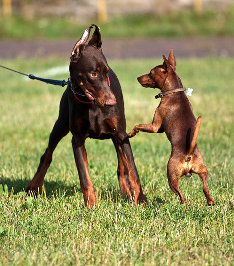 Доберман и цвергпинчер, фото породы собак фотография