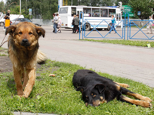 Бездомных собак из Москвы снова собираются депортировать под Ярославль.