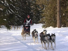 В Костромской области завершились международные гонки на собачьих упряжках