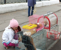 В Благовещенске продают больных домашних животных