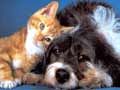 Чтоб не жить "как кошка с собакой", животные должны дружить смолоду