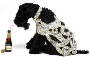 Осенне-зимнюю коллекцию одежды для собак украсили бриллиантами