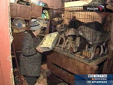Три Шарика, четыре Бобика, пять Полканов - 75 собак в московской малогабаритной квартире живут 8 лет. Хозяйка изолировала себя и их от общества